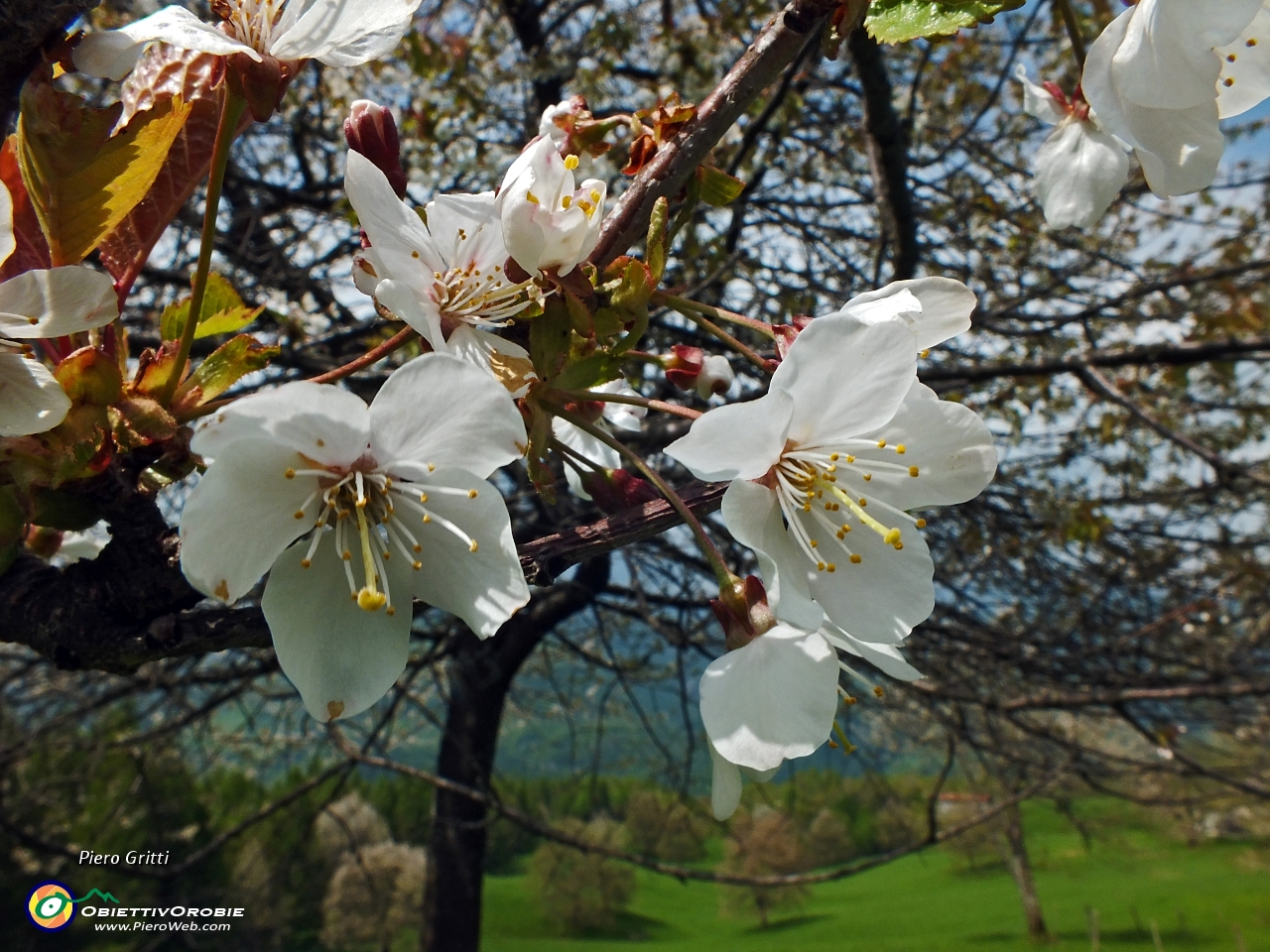 84 Fiori di ciliegio.JPG